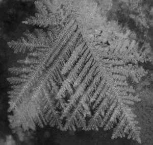 crystalline-300x284-300x284.jpg